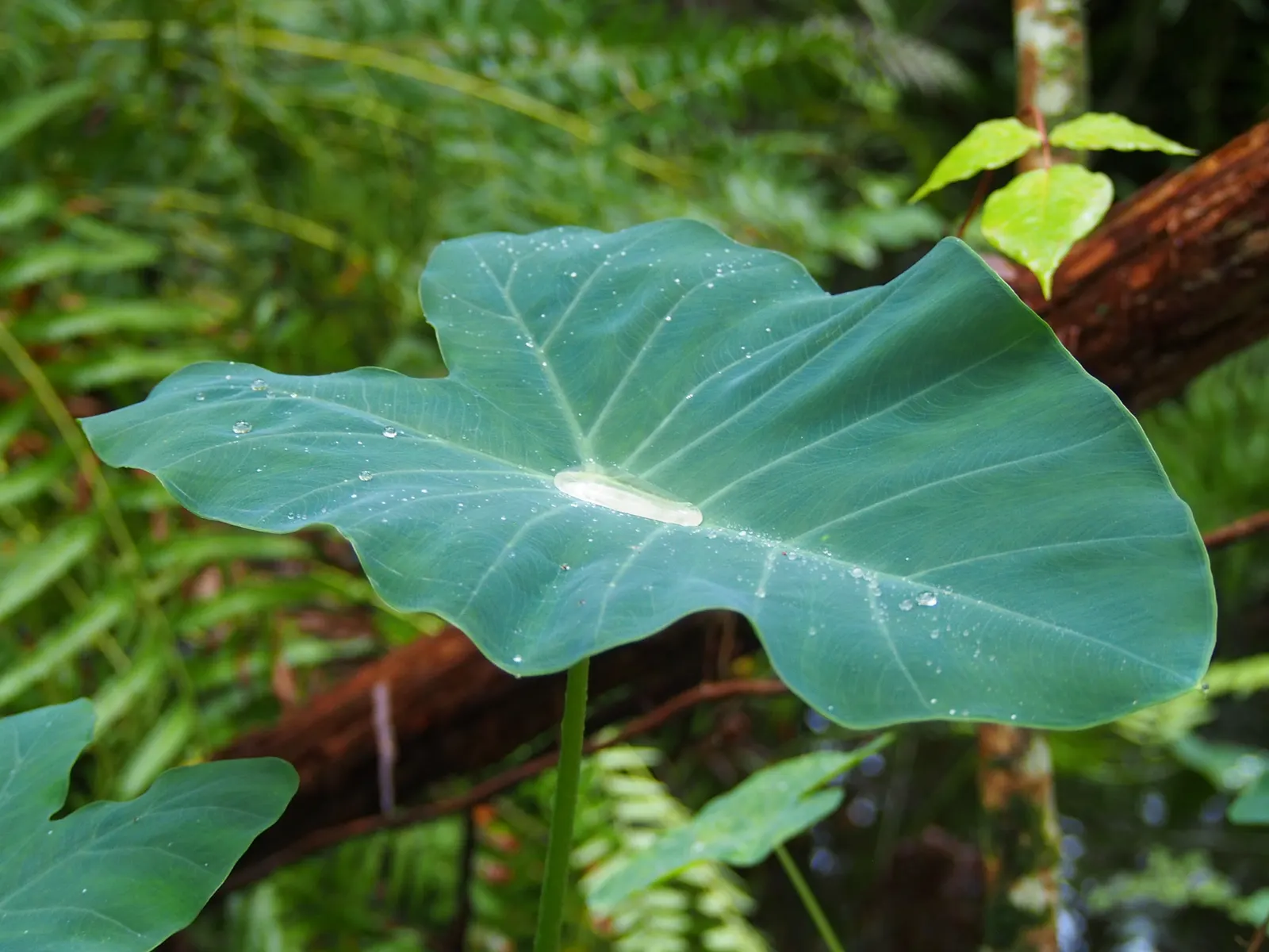 Taro (Colocasia Esculenta) — It‚Äôs primarily grown for its ornamental value and edible corms, a staple in many cuisines; it is recommended that the soil be