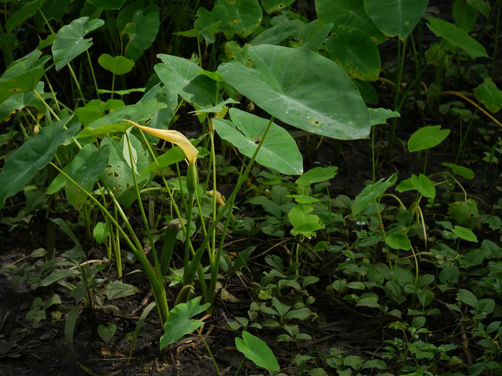 Taro (Colocasia Esculenta) — Part of the Araceae family; it is recommended that the soil be rich in organic matter to support its vigorous growth