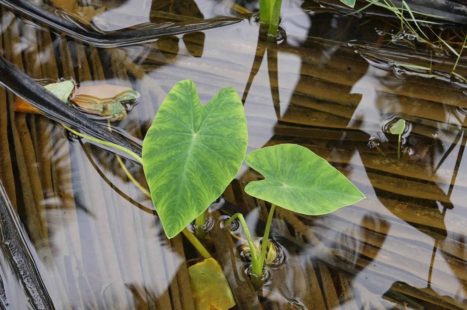 Taro (Colocasia Esculenta) — It‚Äôs primarily grown for its ornamental value and edible corms, a staple in many cuisines; it is recommended that, image 116