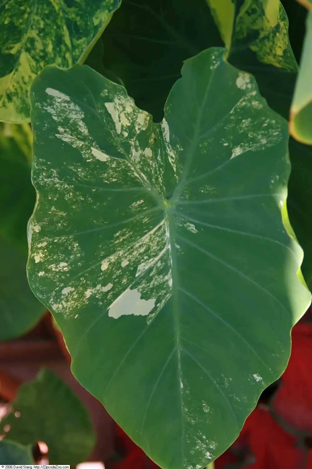Taro (Colocasia Esculenta) — It is recommended that the soil be rich in organic matter to support its vigorous growth; it‚Äôs primarily grown for, image 109