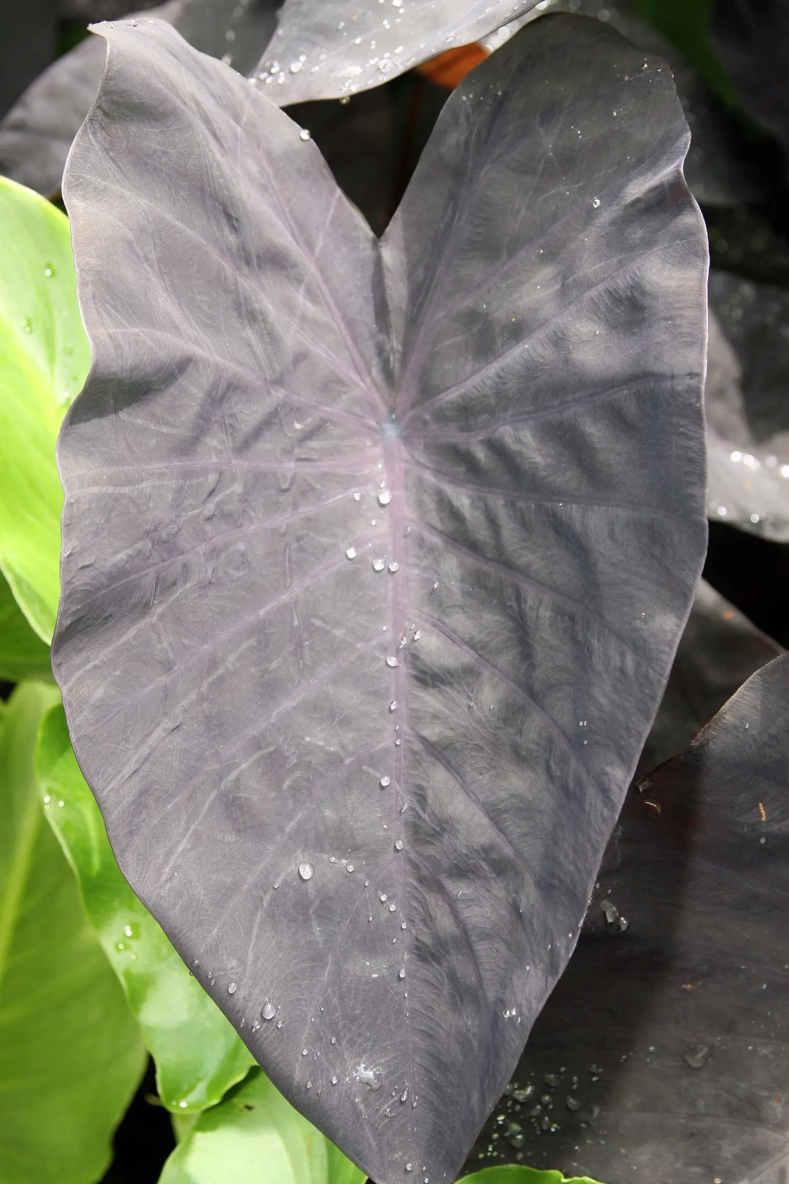 Taro (Colocasia Esculenta) — Thriving in USDA zones 8-11, it prefers moist, well-drained soil and partial shade; it is recommended that the soil be, image 44