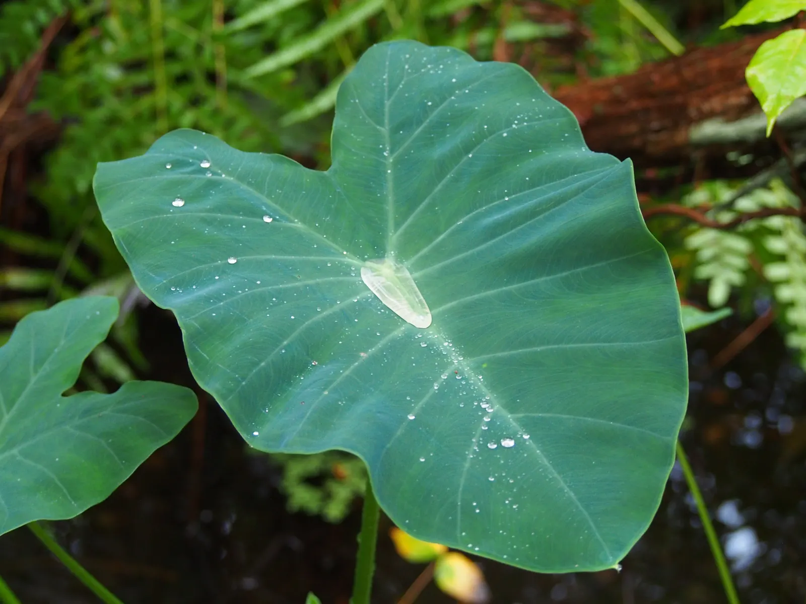 Taro (Colocasia Esculenta) — Taro can reach a mature height of 3 to 6 feet and spreads approximately 2 to 4 feet wide; it is recommended that the, image 78