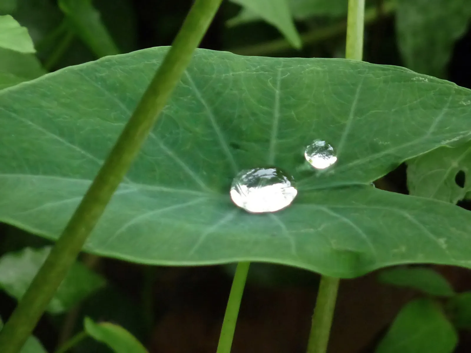 Taro (Colocasia Esculenta) — Taro reaches a mature height of 3-6 feet with a 2-4 feet spread, adding a lush, dramatic effect