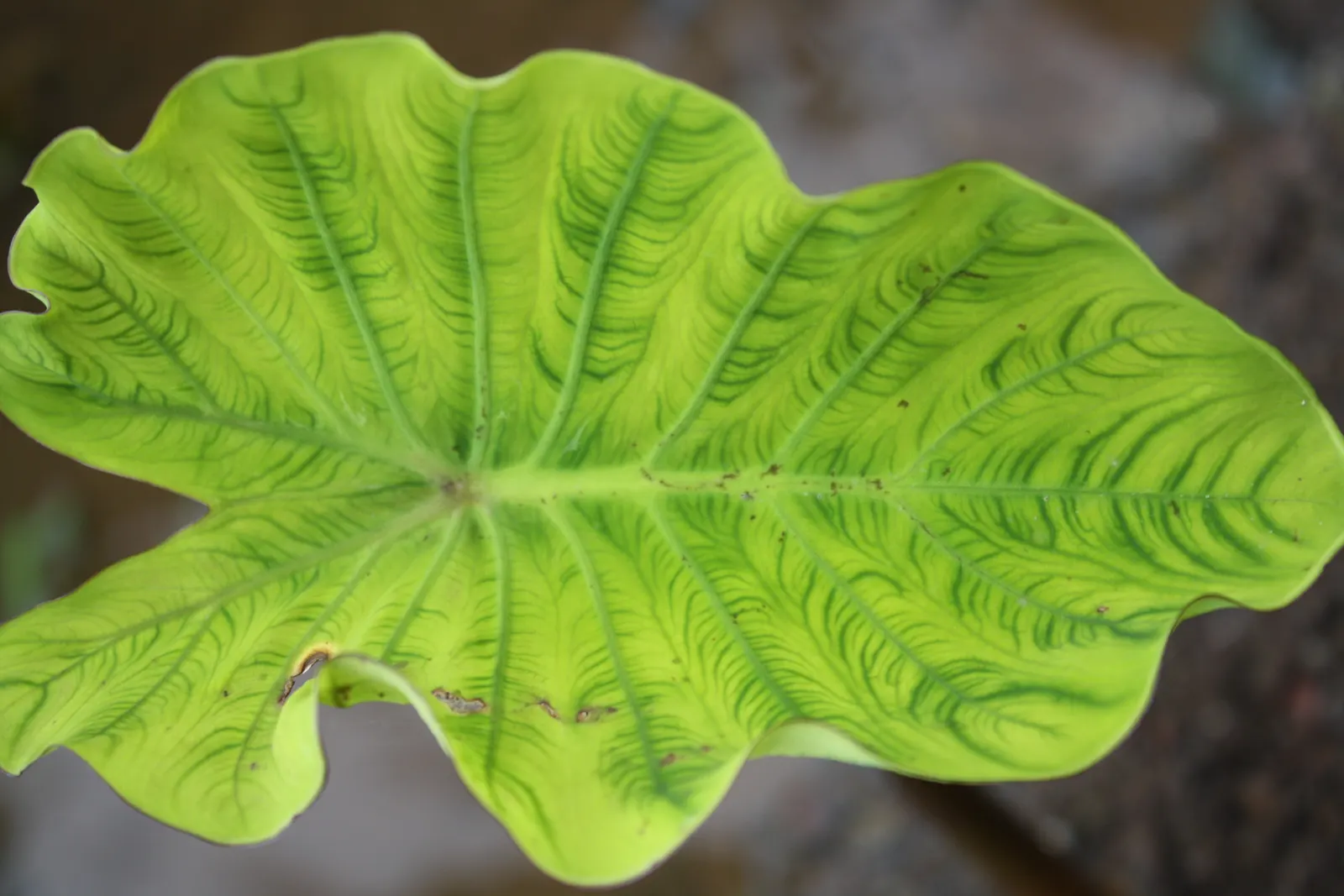 Taro (Colocasia Esculenta) — Part of the Araceae family; it is recommended that the soil be rich in organic matter to support its vigorous growth, image 90