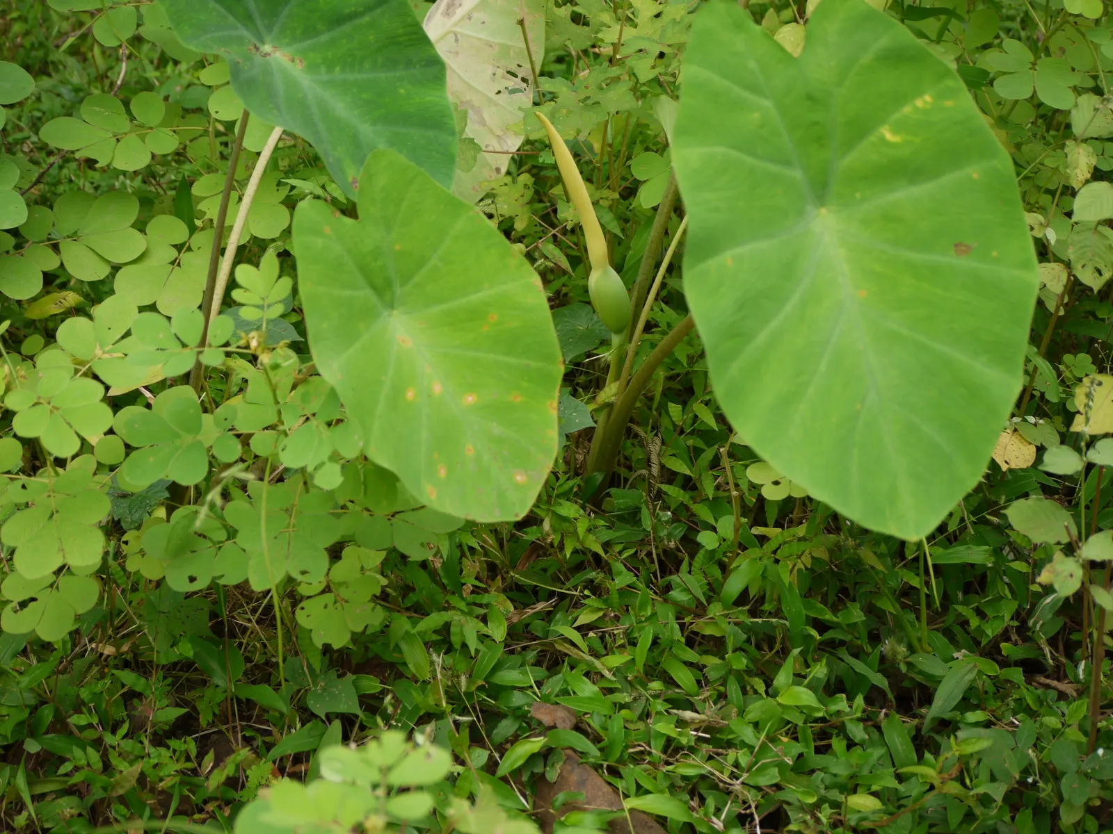 Taro (Colocasia Esculenta) — it is important to consider its size and growth habit; it‚Äôs primarily grown for its ornamental value and edible, image 63