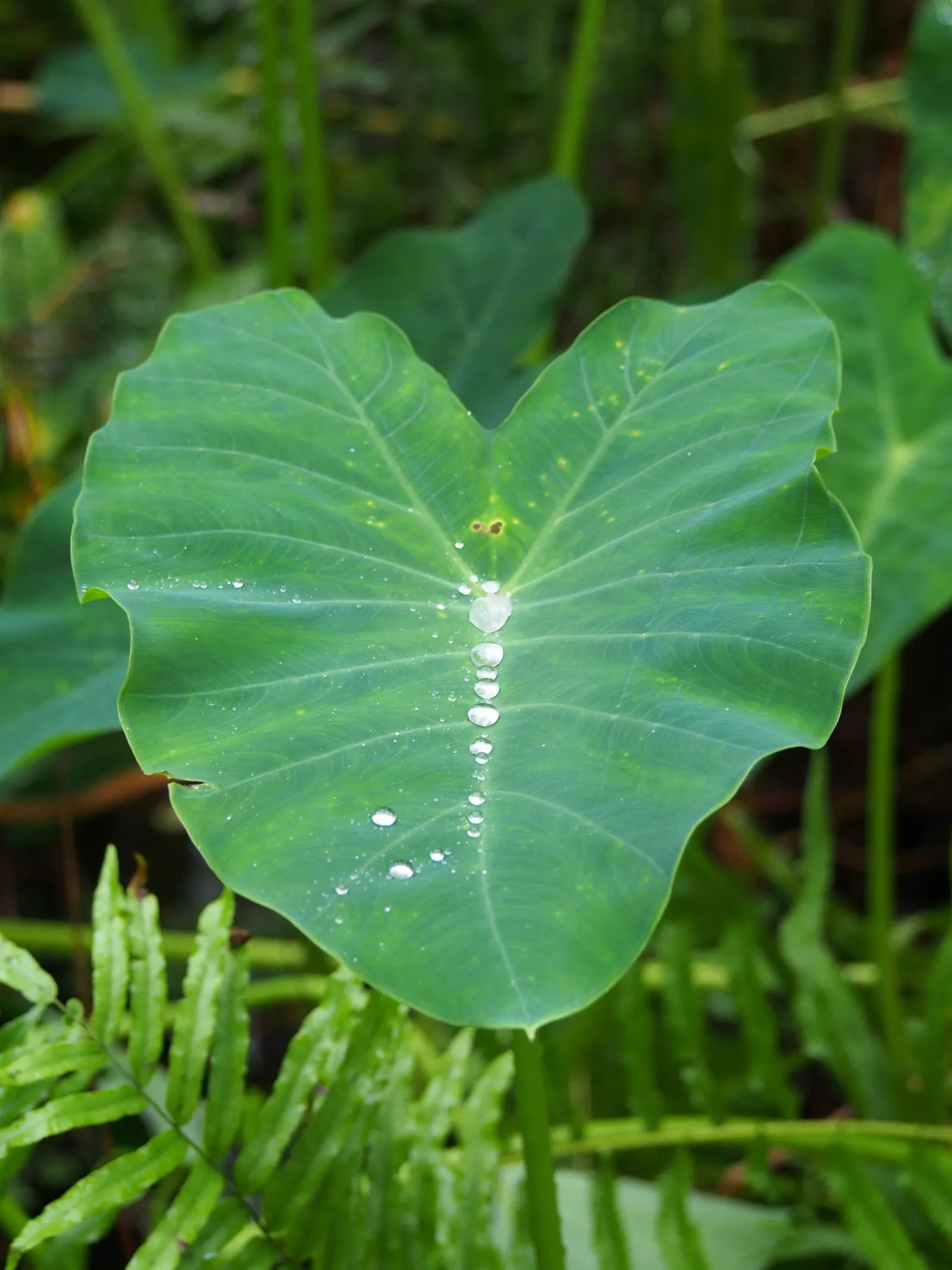 Taro (Colocasia Esculenta) — This plant thrives in USDA hardiness zones 8 to 11 and prefers partial shade to full sunlight; it‚Äôs primarily grown, image 51