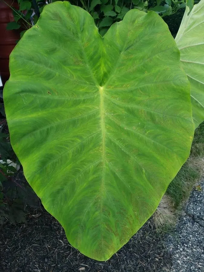 Taro (Colocasia Esculenta) — it is important to consider its size and growth habit; it‚Äôs primarily grown for its ornamental value and edible, image 119