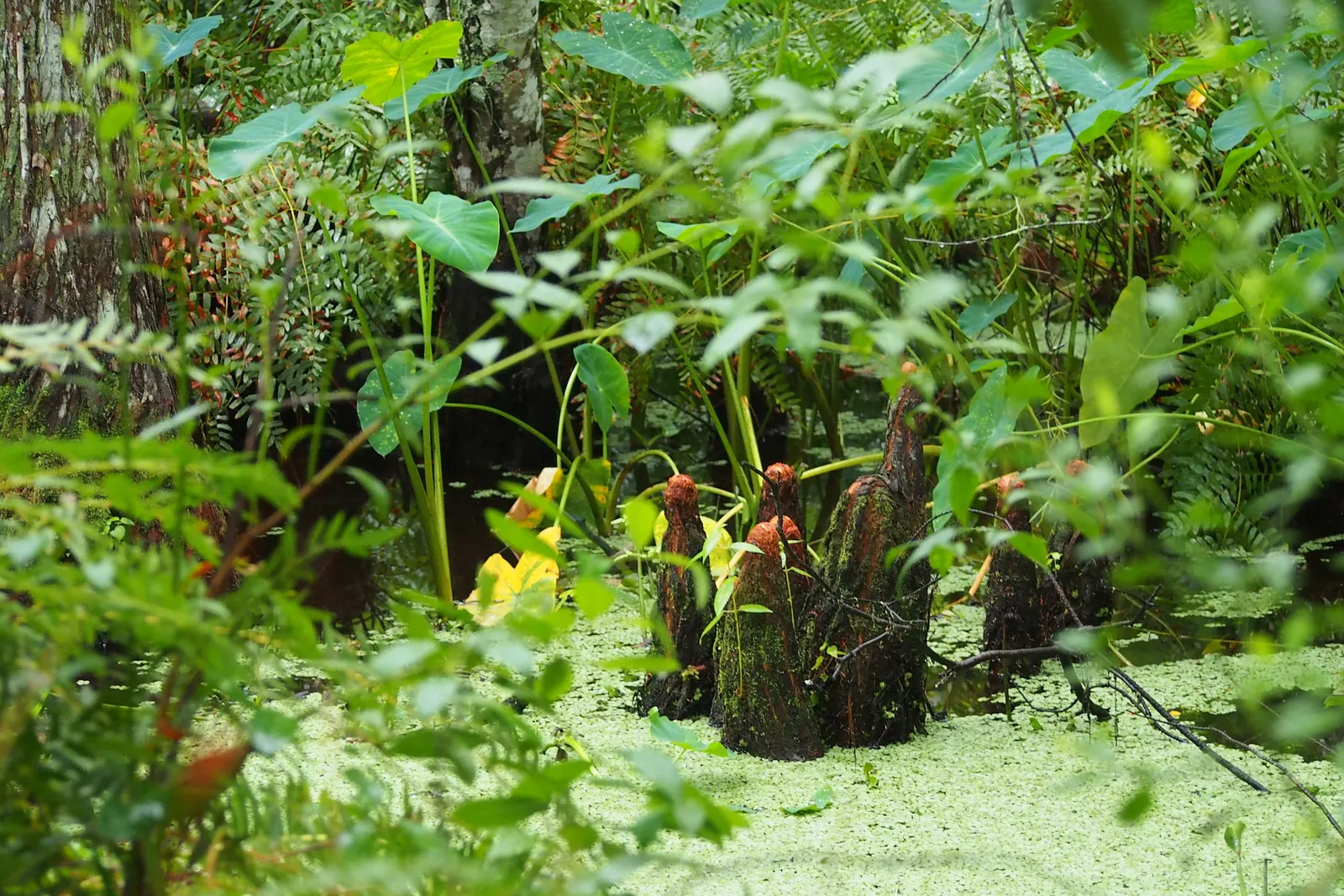 Taro (Colocasia Esculenta) — Taro can reach a mature height of 3 to 6 feet and spreads approximately 2 to 4 feet wide; it is recommended that the, image 106
