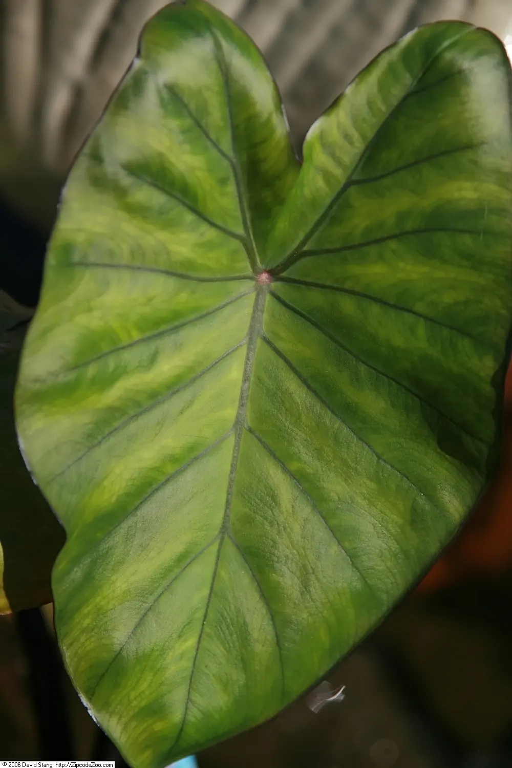 Taro (Colocasia Esculenta) — shrub for shade; it is recommended that the soil be rich in organic matter to support its vigorous growth, image 70