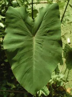 Taro (Colocasia Esculenta) — heart-shaped leaves which can grow up to 2 feet long
