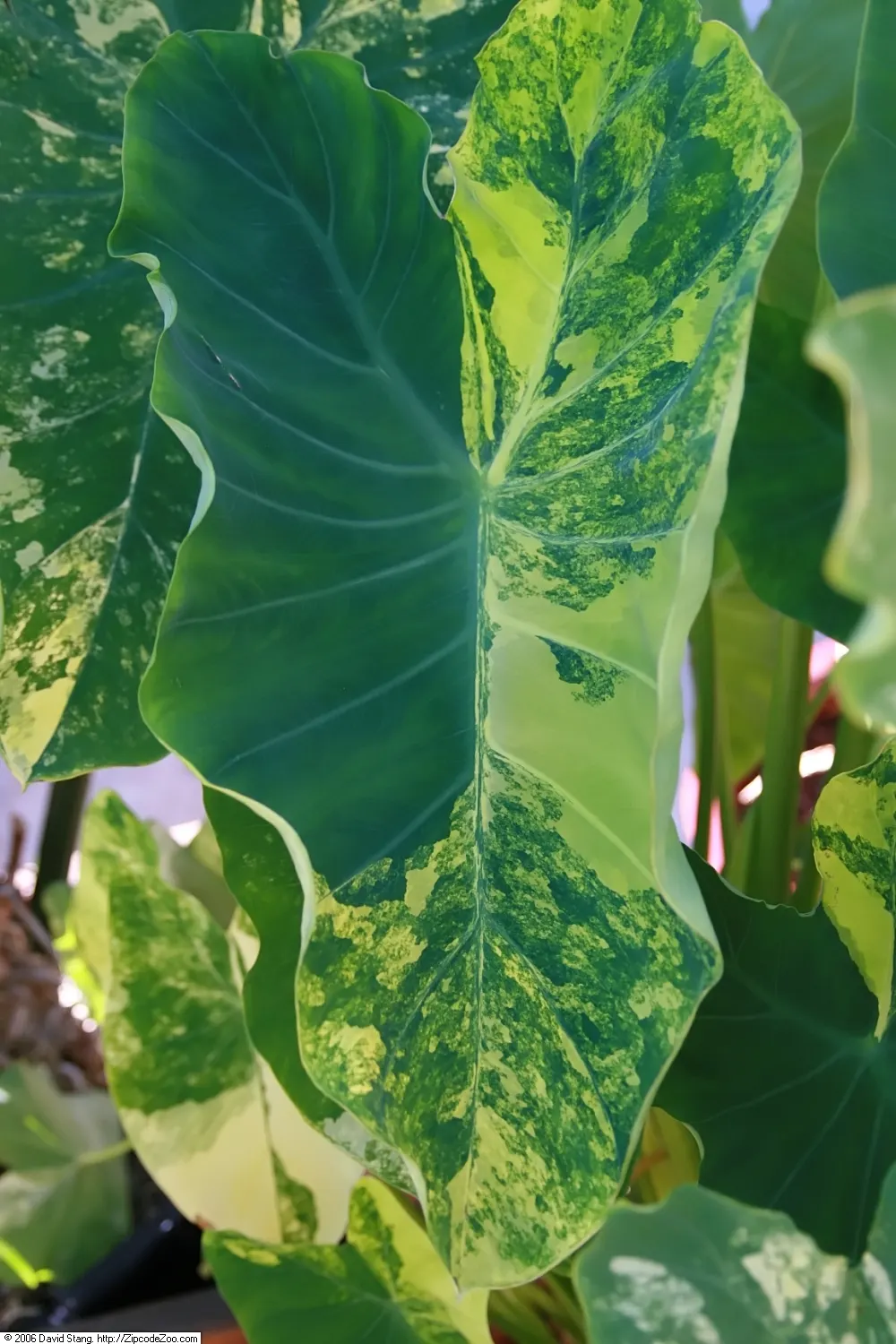 Taro (Colocasia Esculenta) — which can grow up to 2 feet in length and sport a lush green hue; it‚Äôs primarily grown for its ornamental value and, image 89