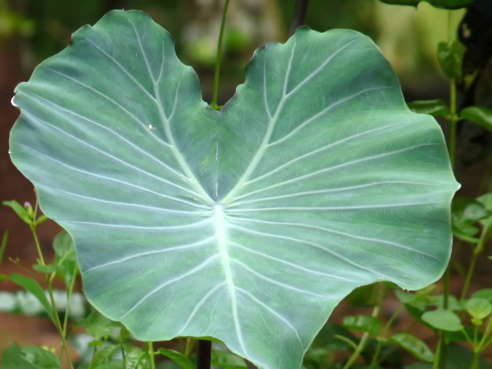 Taro (Colocasia Esculenta) — It is recommended that the soil be rich in organic matter to support its vigorous growth; it‚Äôs primarily grown for, image 67