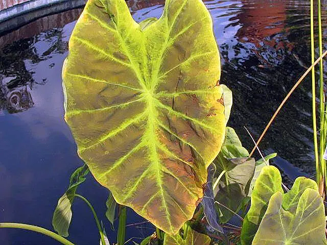 Taro (Colocasia Esculenta) — It requires a consistently moist environment