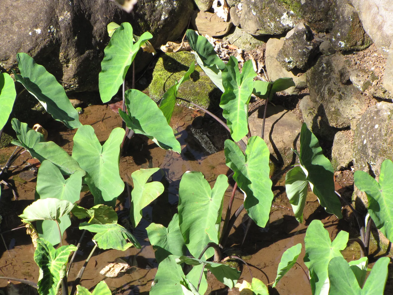 Taro (Colocasia Esculenta) — It‚Äôs primarily grown for its ornamental value and edible corms, a staple in many cuisines; it is recommended that, image 74