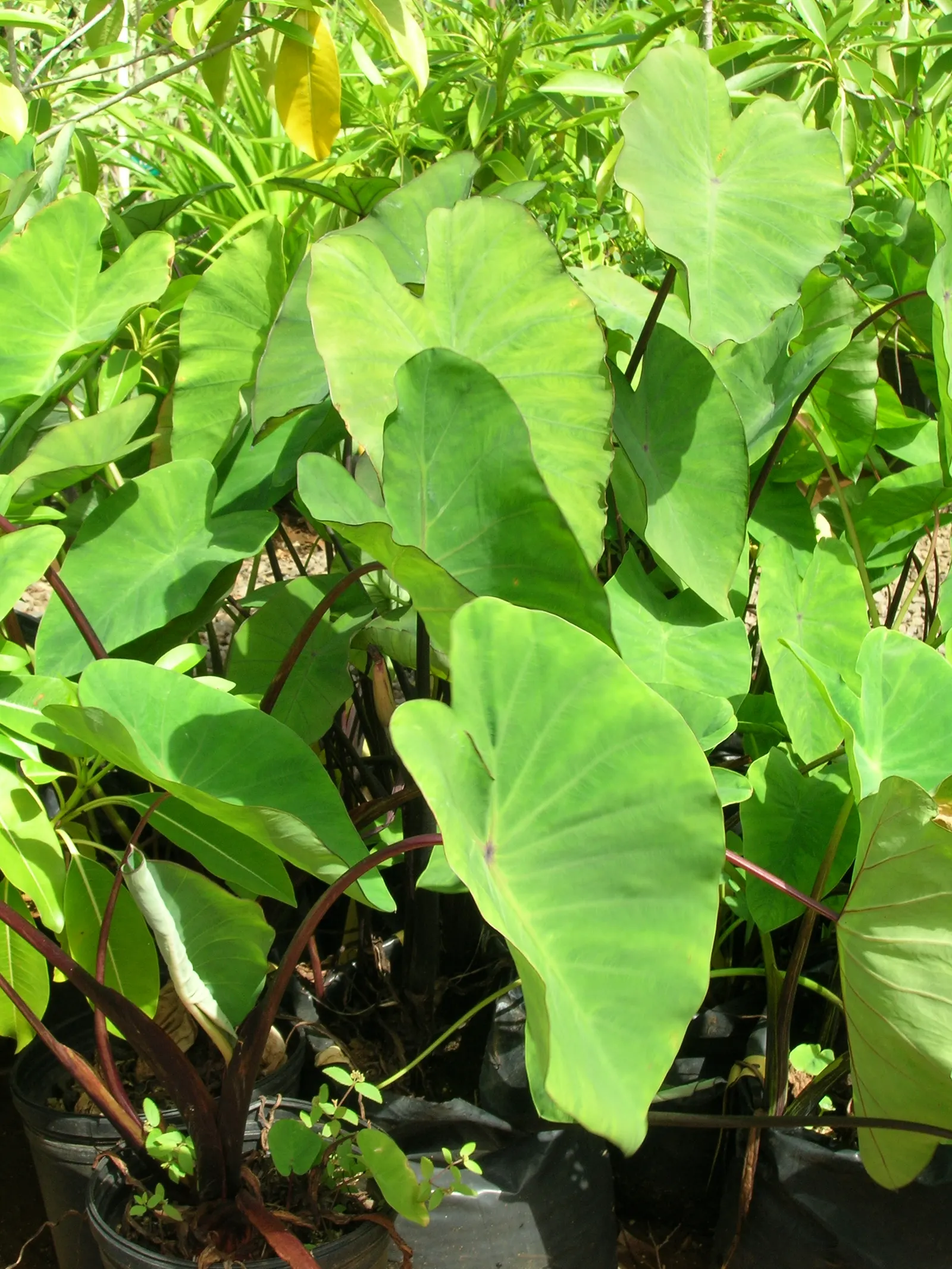 Taro (Colocasia Esculenta) — This plant thrives in USDA hardiness zones 8 to 11 and prefers partial shade to full sunlight