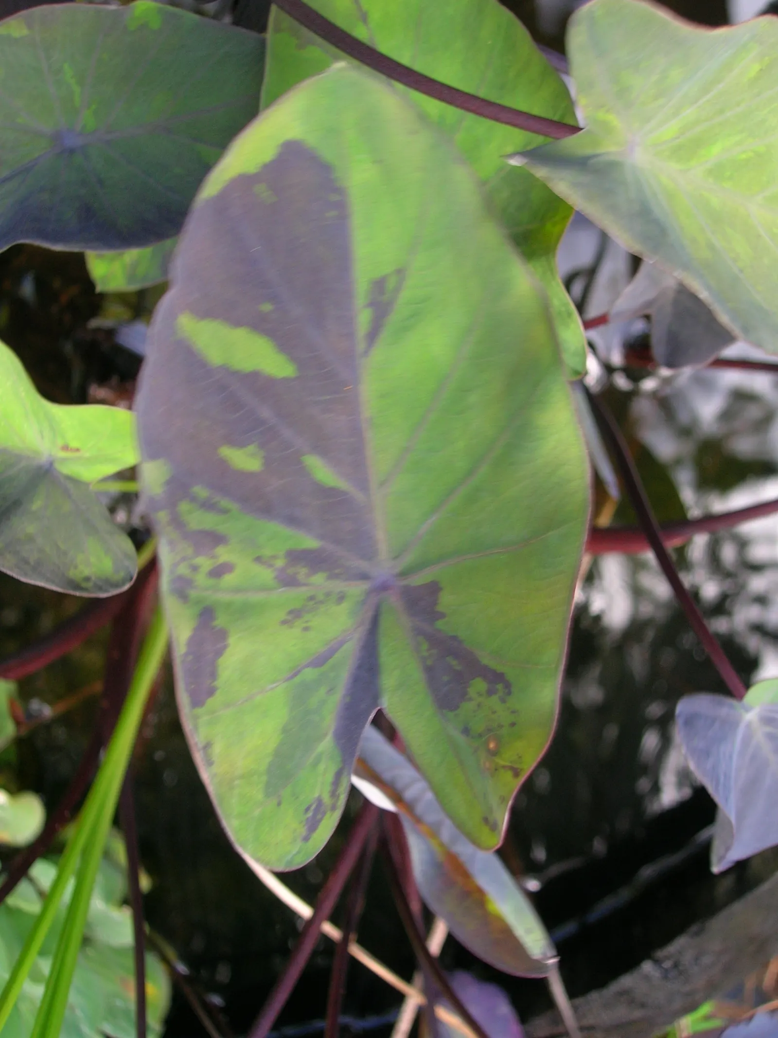 Taro (Colocasia Esculenta) — Thriving in USDA zones 8-11, it prefers moist, well-drained soil and partial shade