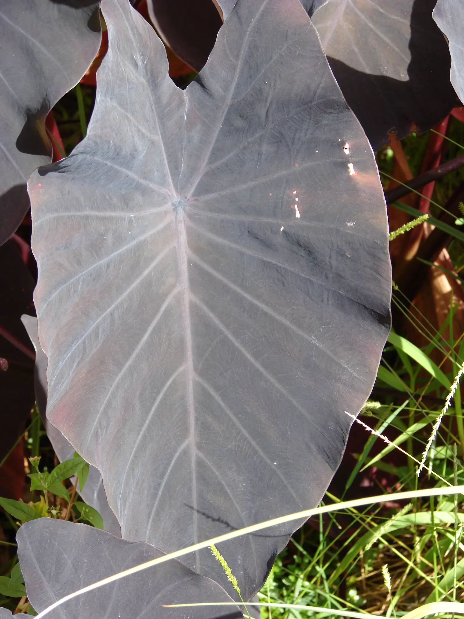 Taro (Colocasia Esculenta) — Taro can reach a mature height of 3 to 6 feet and spreads approximately 2 to 4 feet wide; it is recommended that the, image 64