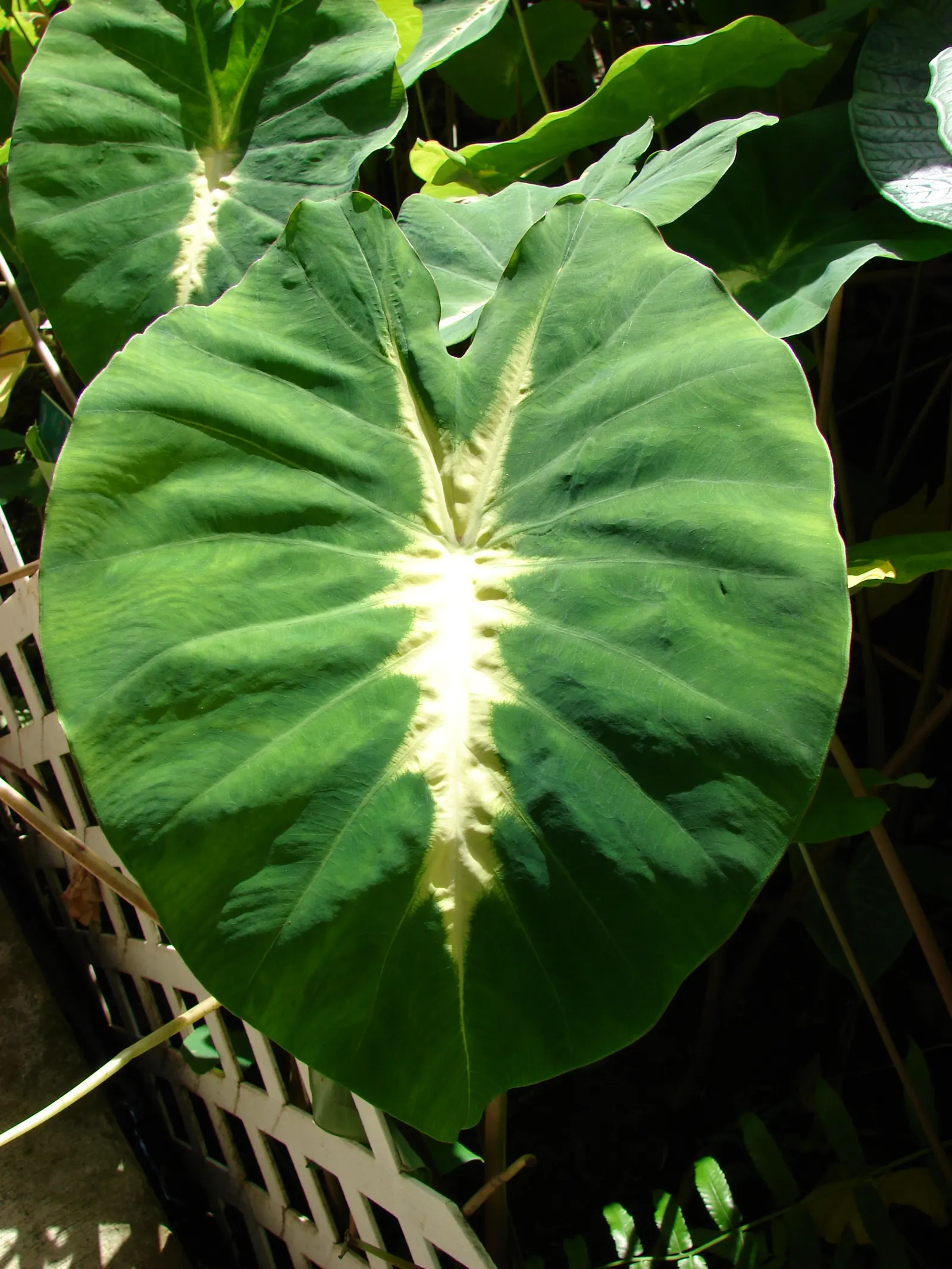 Taro (Colocasia Esculenta) — This plant thrives in USDA hardiness zones 8 to 11 and prefers partial shade to full sunlight; it‚Äôs primarily grown, image 93