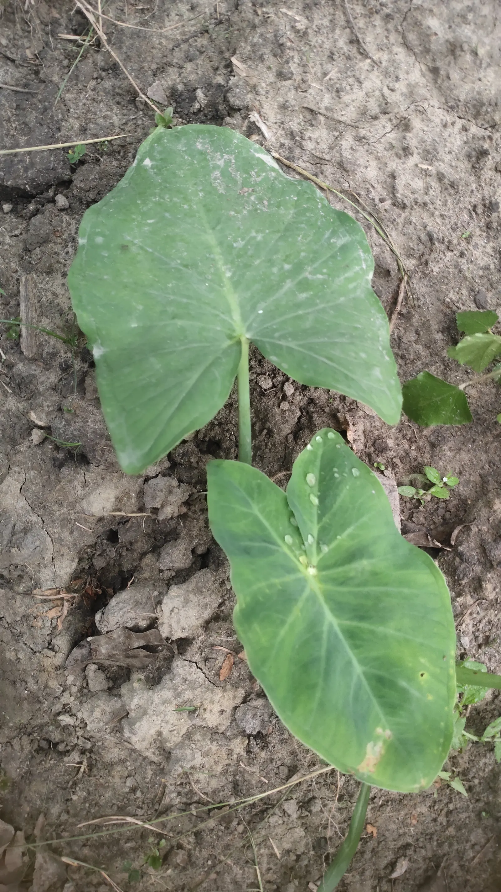 Taro (Colocasia Esculenta) — green and multi-colored and white flowers in the garden; it is recommended that the soil be rich in organic matter to, image 96