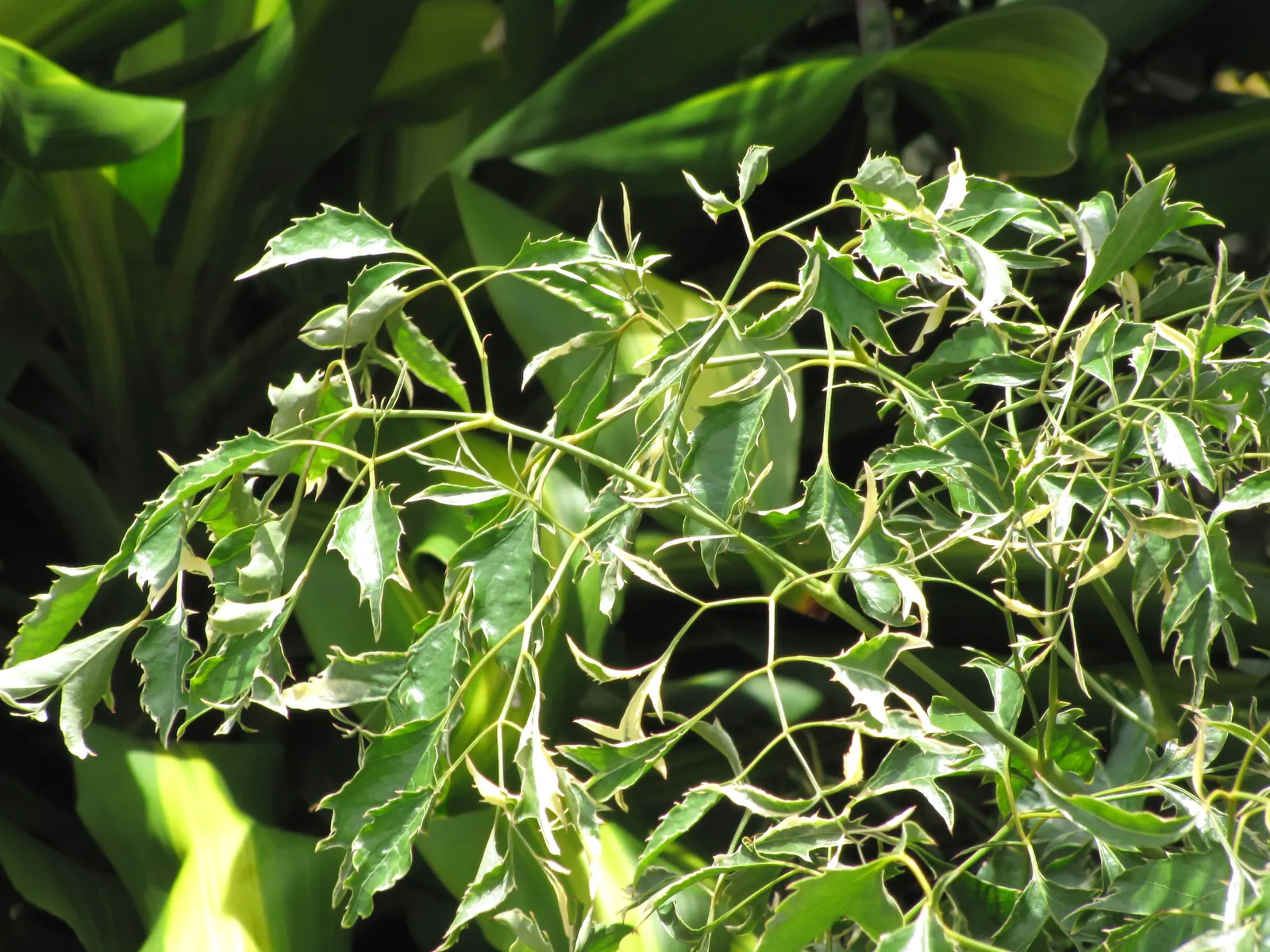 Taro (Colocasia Esculenta) — It requires a consistently moist environment; it is recommended that the soil be rich in organic matter to support its, image 38