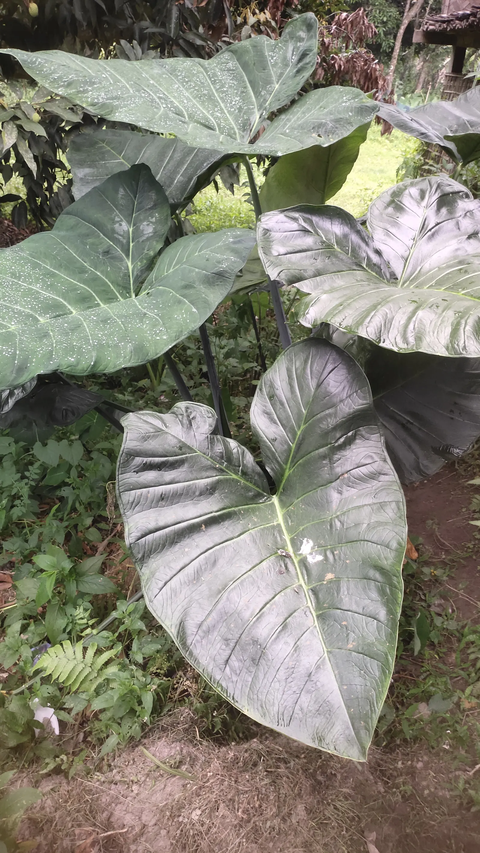 Taro (Colocasia Esculenta) — heart-shaped leaves which can grow up to 2 feet long; it‚Äôs primarily grown for its ornamental value and edible, image 57
