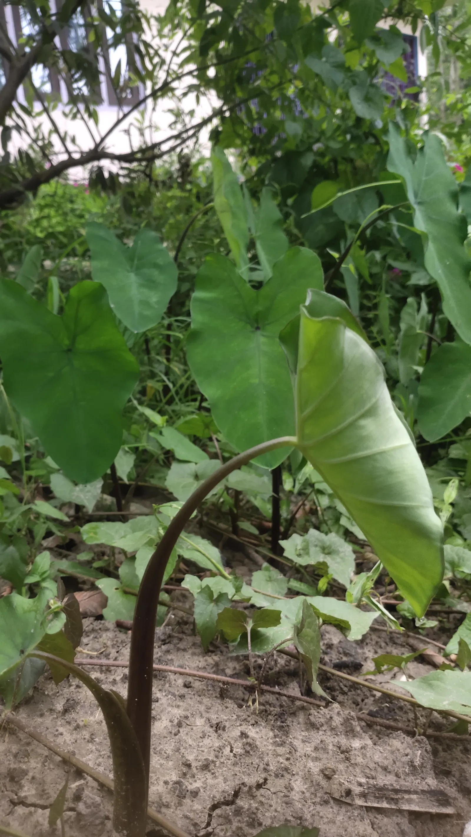 Taro (Colocasia Esculenta) — Taro reaches a mature height of 3-6 feet with a 2-4 feet spread, adding a lush, dramatic effect; it‚Äôs primarily, image 115