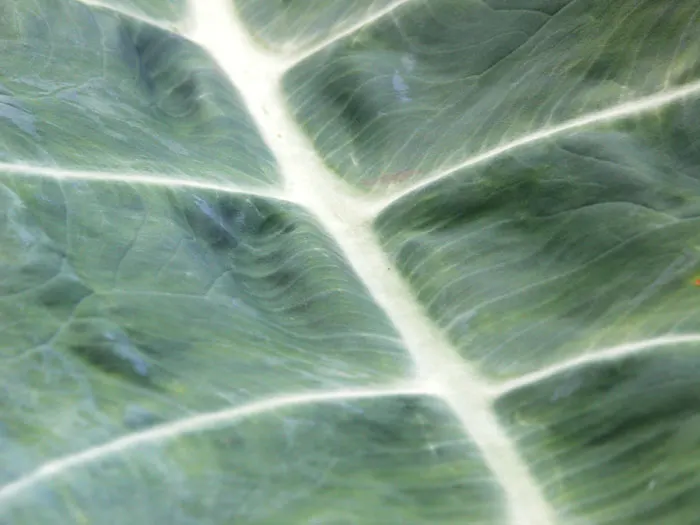 Taro (Colocasia Esculenta) — it is important to consider its size and growth habit; it‚Äôs primarily grown for its ornamental value and edible, image 77