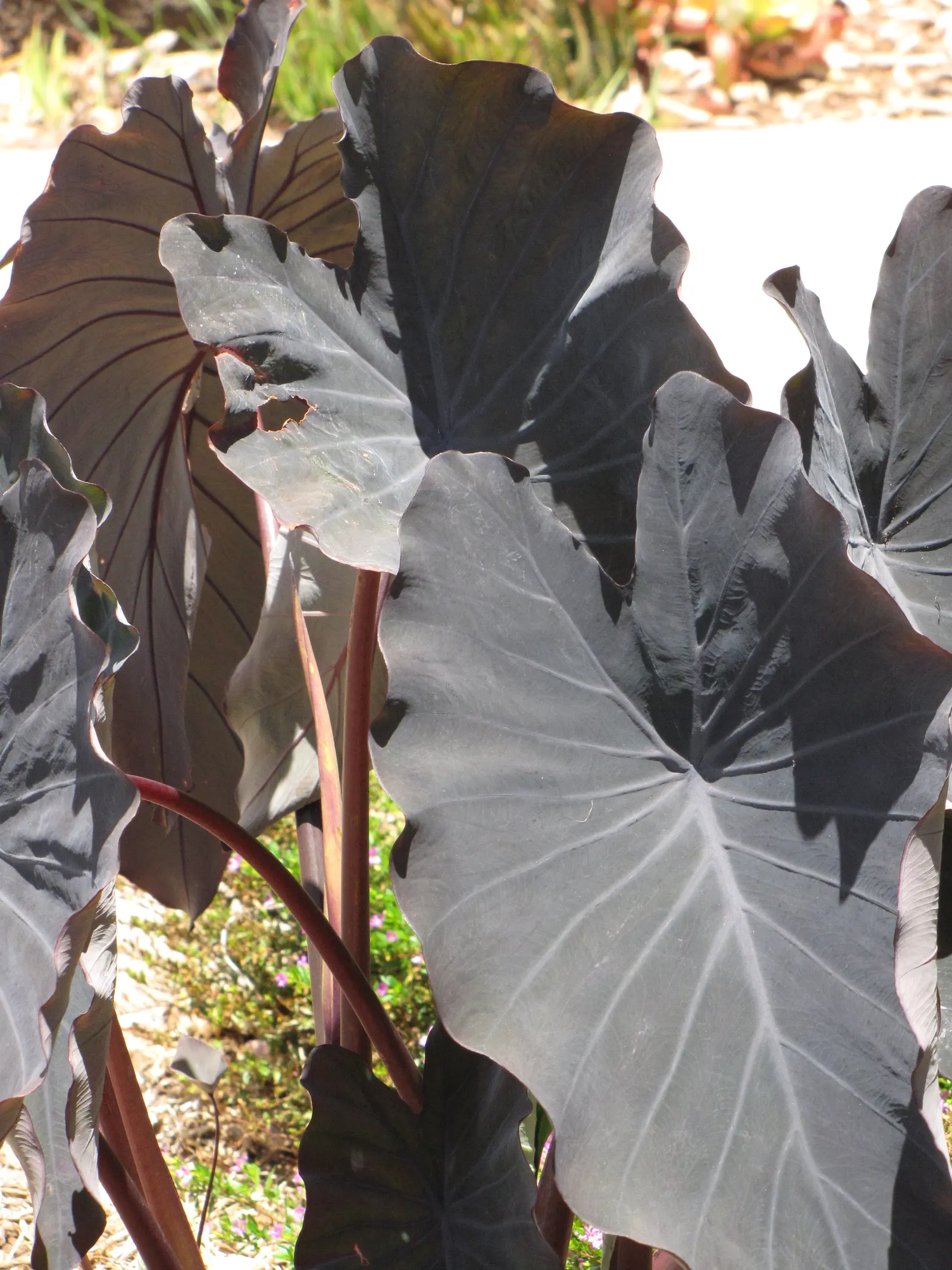 Taro (Colocasia Esculenta) — It requires a consistently moist environment; it is recommended that the soil be rich in organic matter to support its, image 80