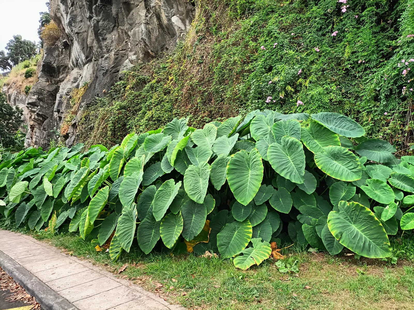 Taro (Colocasia Esculenta) — green and multi-colored and white flowers in the garden; it is recommended that the soil be rich in organic matter to, image 68
