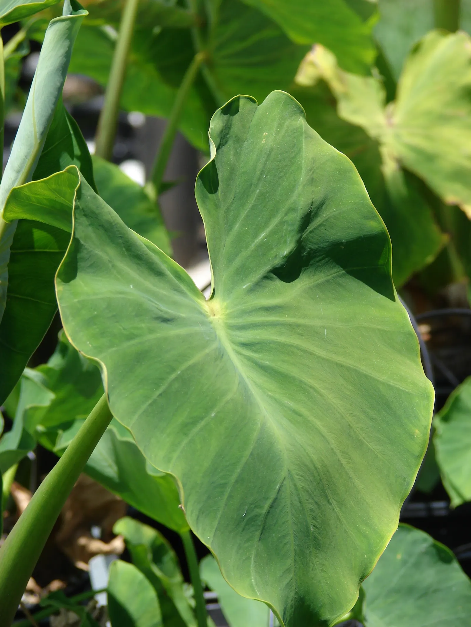 Taro (Colocasia Esculenta) — shrub for shade; it is recommended that the soil be rich in organic matter to support its vigorous growth, image 84