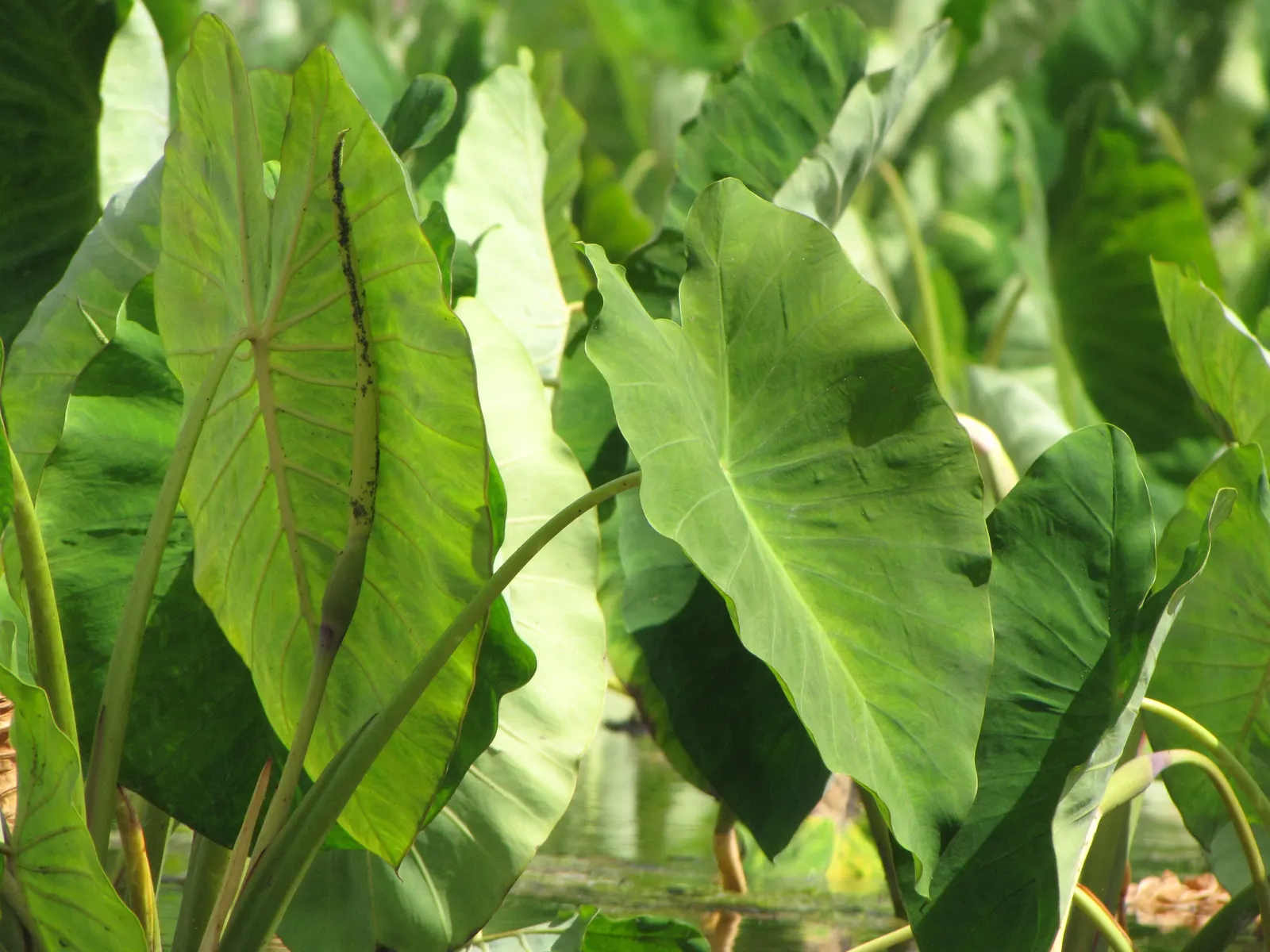 Taro (Colocasia Esculenta) — which can grow up to 2 feet in length and sport a lush green hue; it‚Äôs primarily grown for its ornamental value and, image 33