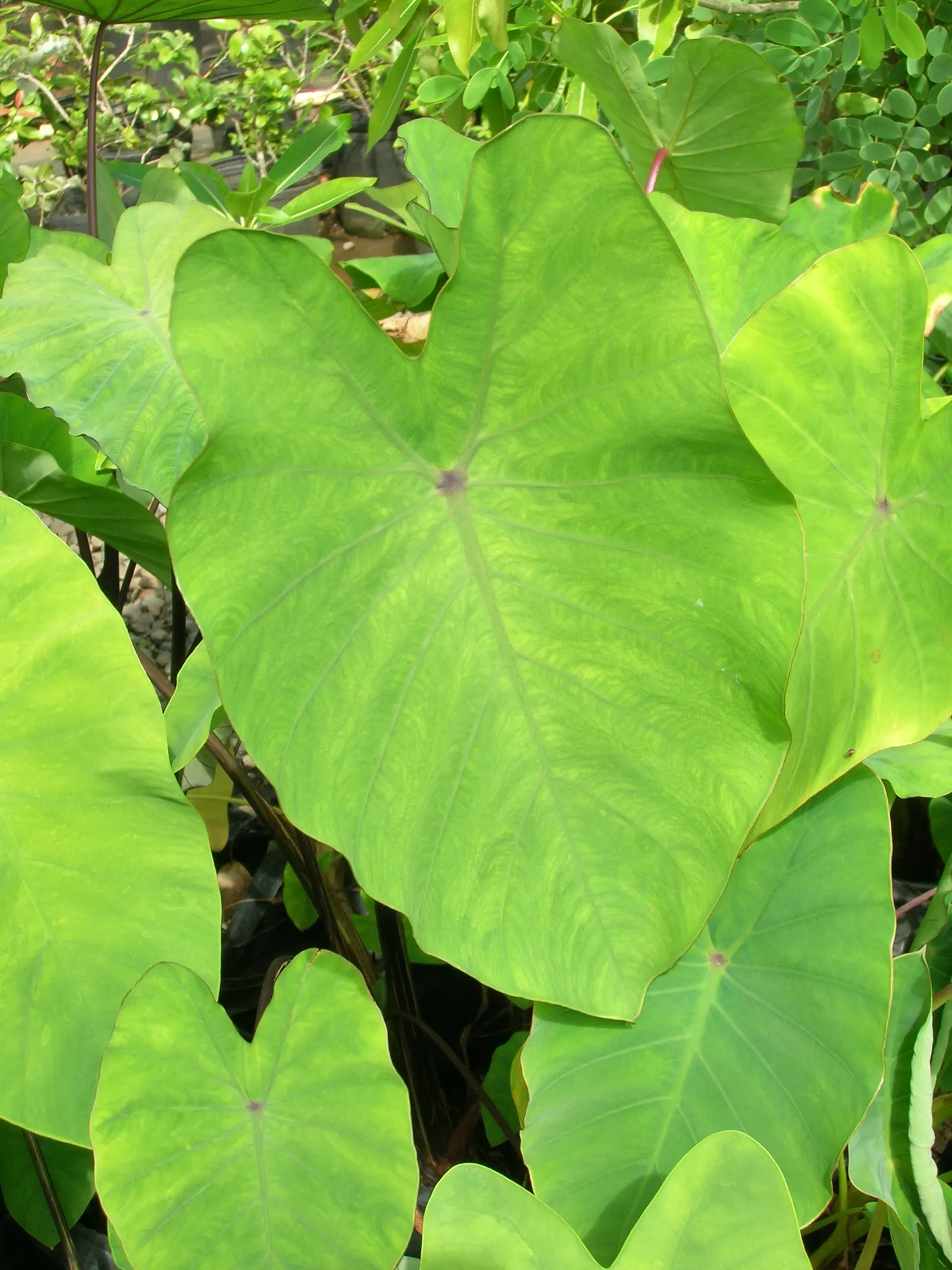 Taro (Colocasia Esculenta) — shrub for shade; it is recommended that the soil be rich in organic matter to support its vigorous growth, image 112