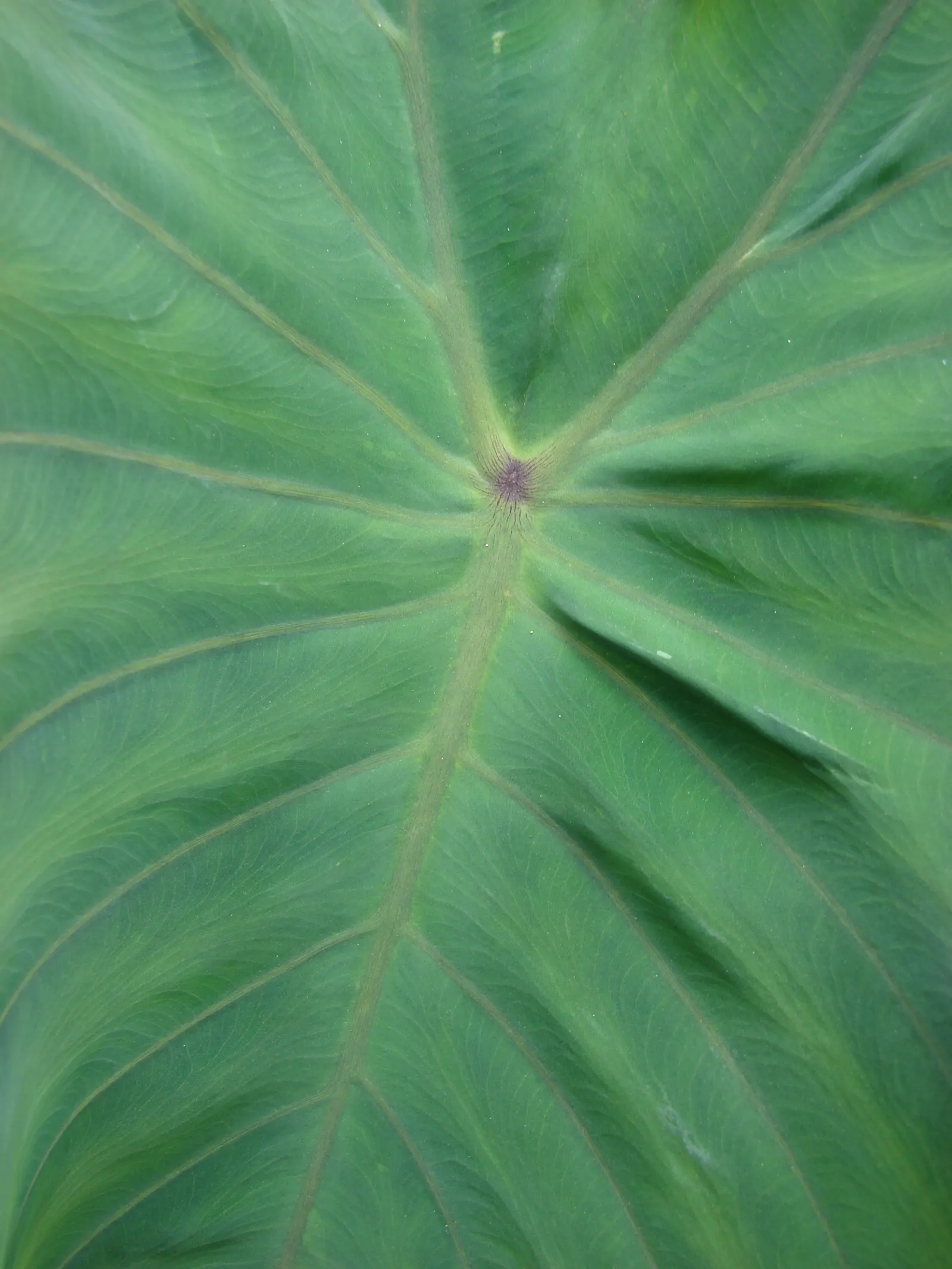 Taro (Colocasia Esculenta) — heart-shaped leaves which can grow up to 2 feet long; it‚Äôs primarily grown for its ornamental value and edible, image 113
