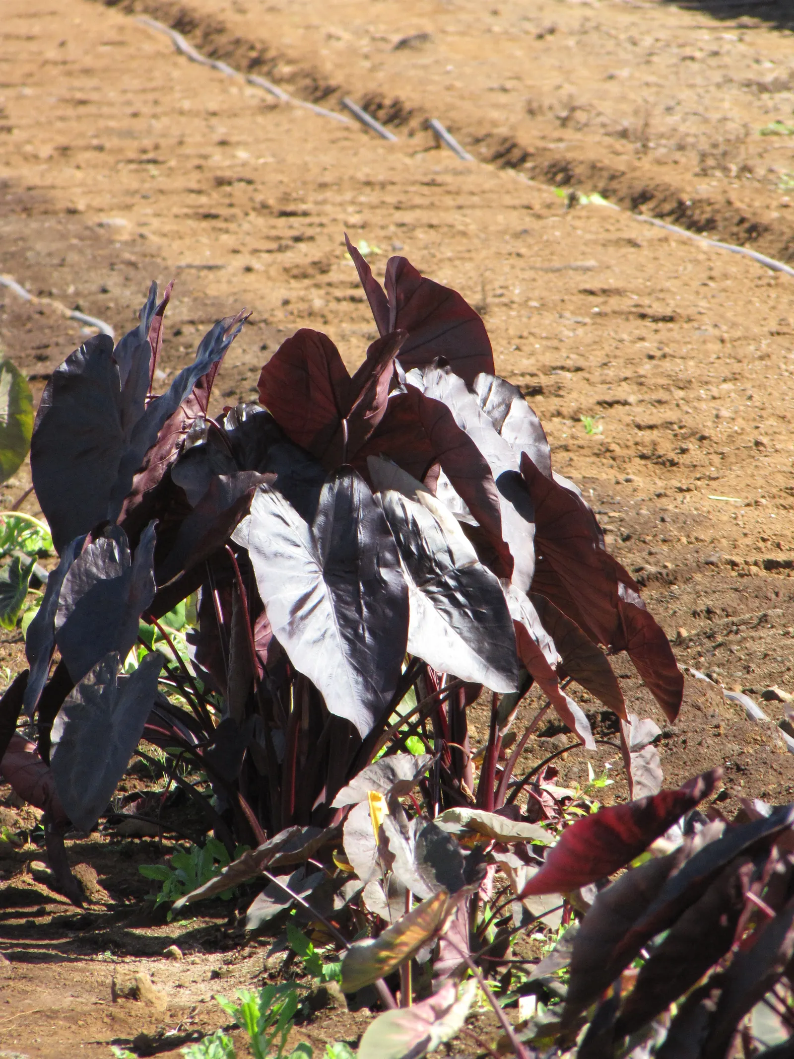 Taro (Colocasia Esculenta) — which can grow up to 2 feet in length and sport a lush green hue; it‚Äôs primarily grown for its ornamental value and, image 103