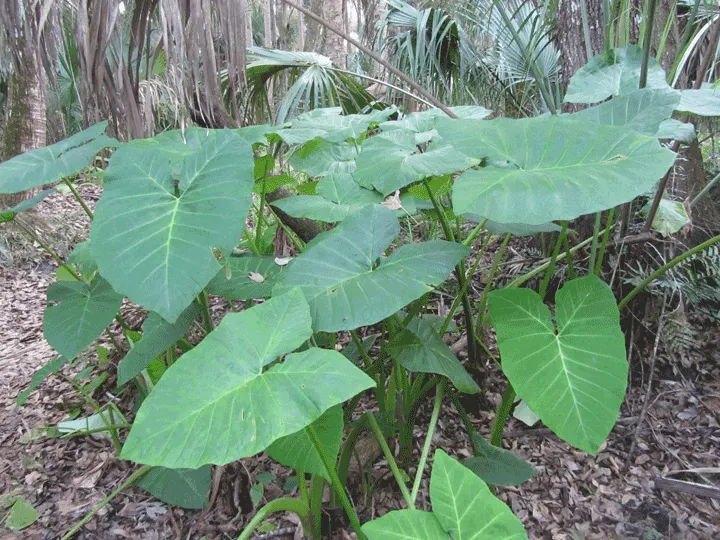 Taro (Colocasia Esculenta) — Part of the Araceae family; it is recommended that the soil be rich in organic matter to support its vigorous growth, image 34