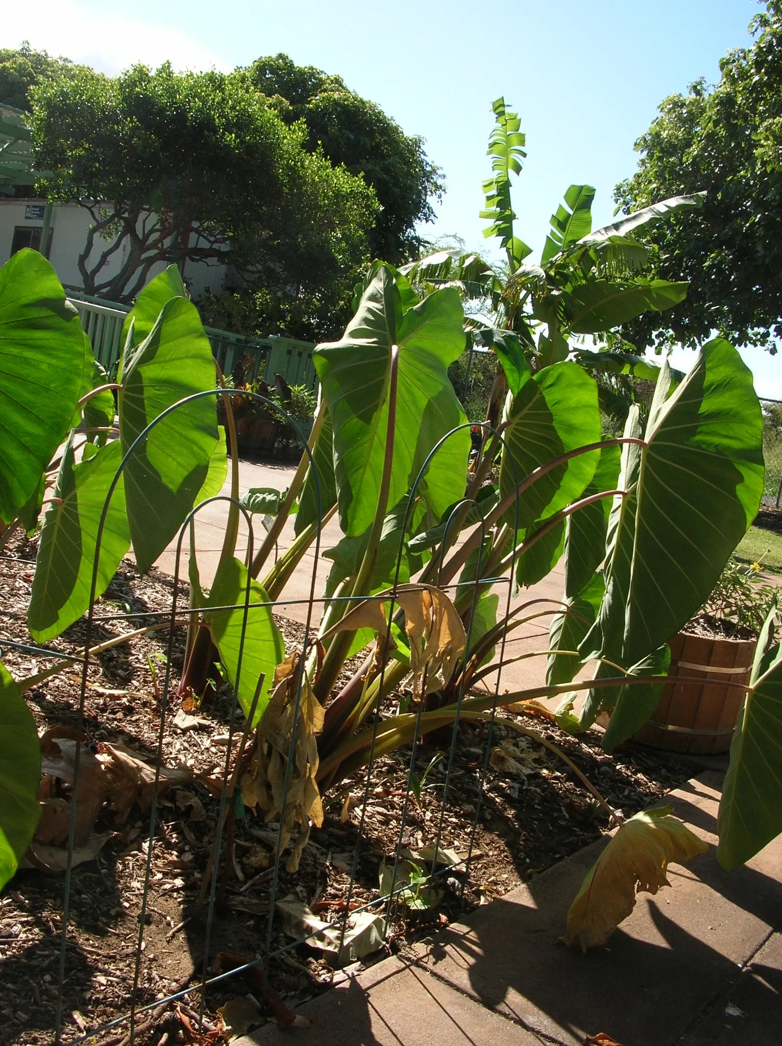 Taro (Colocasia Esculenta) — Taro can reach a mature height of 3 to 6 feet and spreads approximately 2 to 4 feet wide; it is recommended that the, image 50