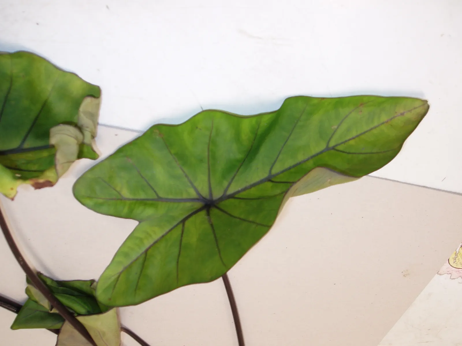 Taro (Colocasia Esculenta) — it is important to consider its size and growth habit; it‚Äôs primarily grown for its ornamental value and edible, image 49