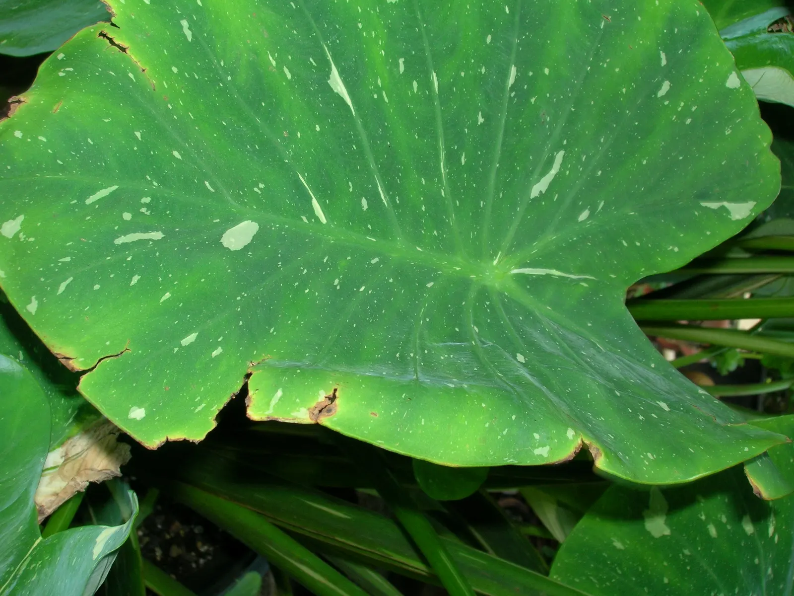 Taro (Colocasia Esculenta) — heart-shaped leaves which can grow up to 2 feet long; it‚Äôs primarily grown for its ornamental value and edible, image 85