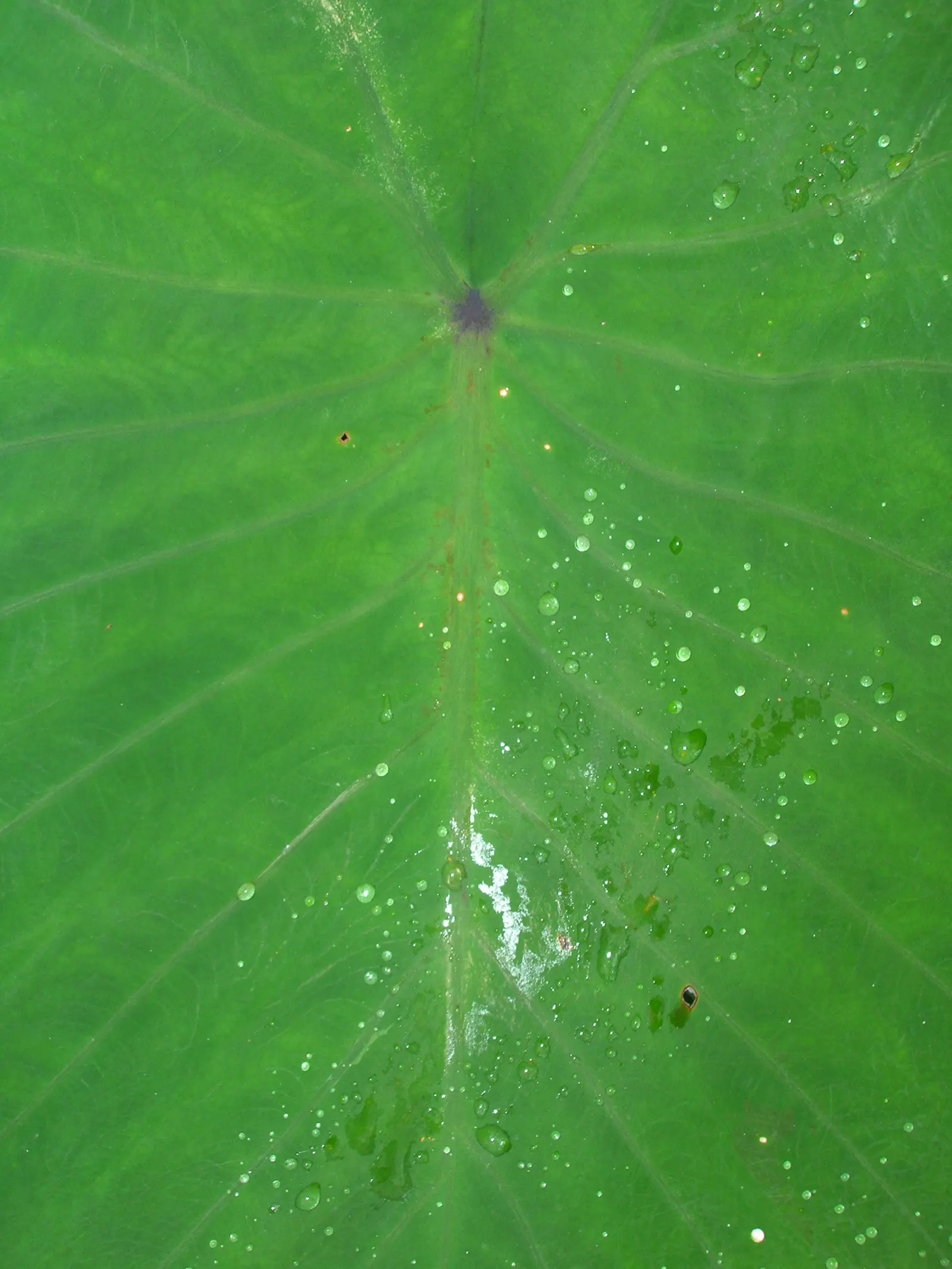 Taro (Colocasia Esculenta) — shrub with green and multi-colored and white blooms
