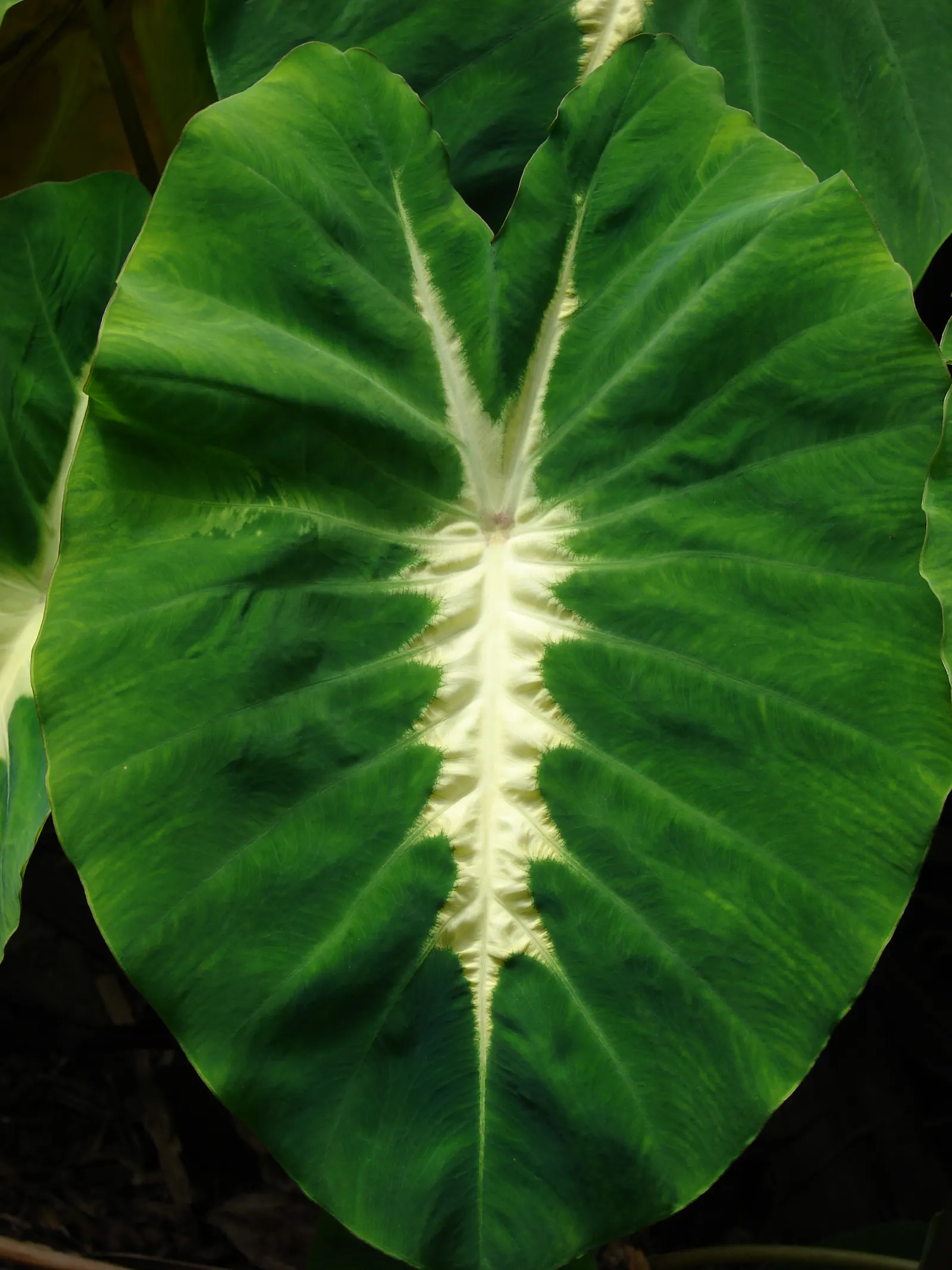 Taro (Colocasia Esculenta) — shrub with green and multi-colored and white blooms; it‚Äôs primarily grown for its ornamental value and edible corms, image 69