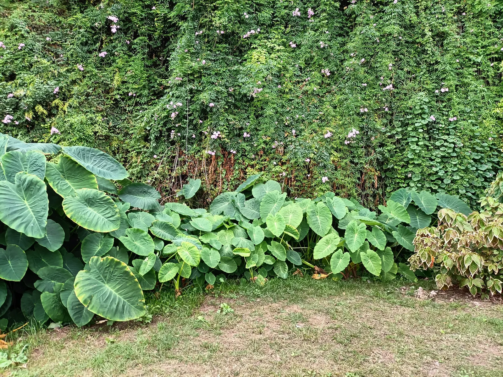 Taro (Colocasia Esculenta) — which can grow up to 2 feet in length and sport a lush green hue; it‚Äôs primarily grown for its ornamental value and, image 61