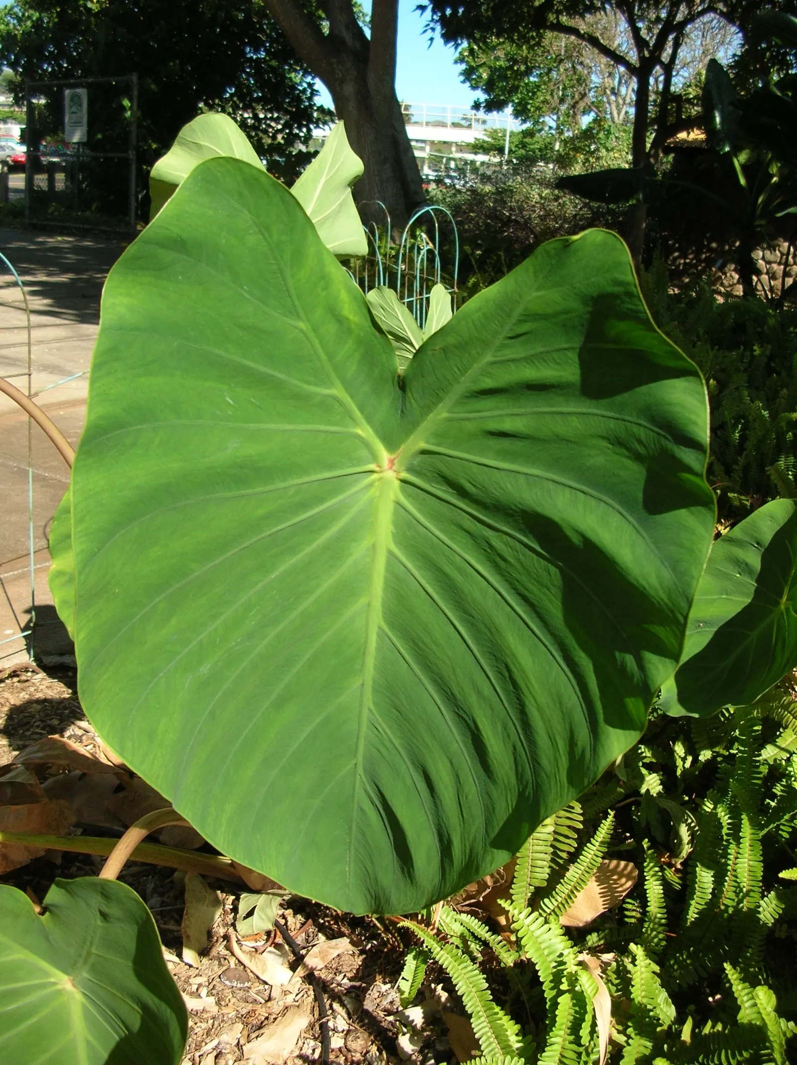Taro (Colocasia Esculenta) — It requires a consistently moist environment; it is recommended that the soil be rich in organic matter to support its, image 52