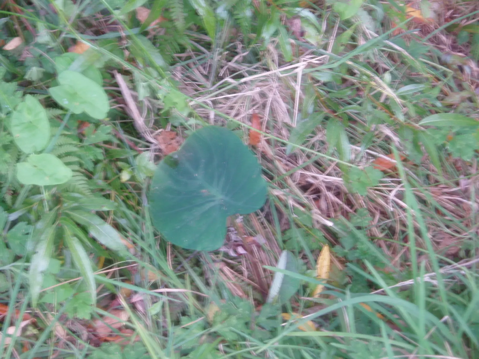 Taro (Colocasia Esculenta) — Thriving in USDA zones 8-11, it prefers moist, well-drained soil and partial shade; it is recommended that the soil be, image 100