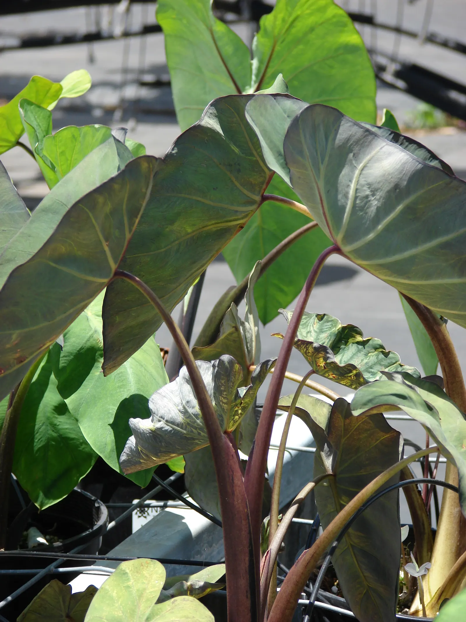 Taro (Colocasia Esculenta) — This plant thrives in USDA hardiness zones 8 to 11 and prefers partial shade to full sunlight; it‚Äôs primarily grown, image 37