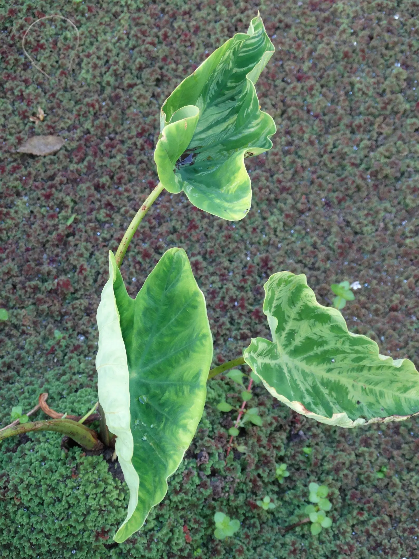 Taro (Colocasia Esculenta) — This plant thrives in USDA hardiness zones 8 to 11 and prefers partial shade to full sunlight; it‚Äôs primarily grown, image 107