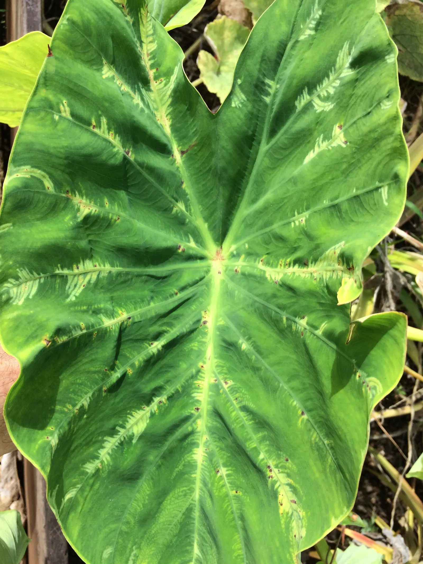 Taro (Colocasia Esculenta) — It‚Äôs primarily grown for its ornamental value and edible corms, a staple in many cuisines; it is recommended that, image 46