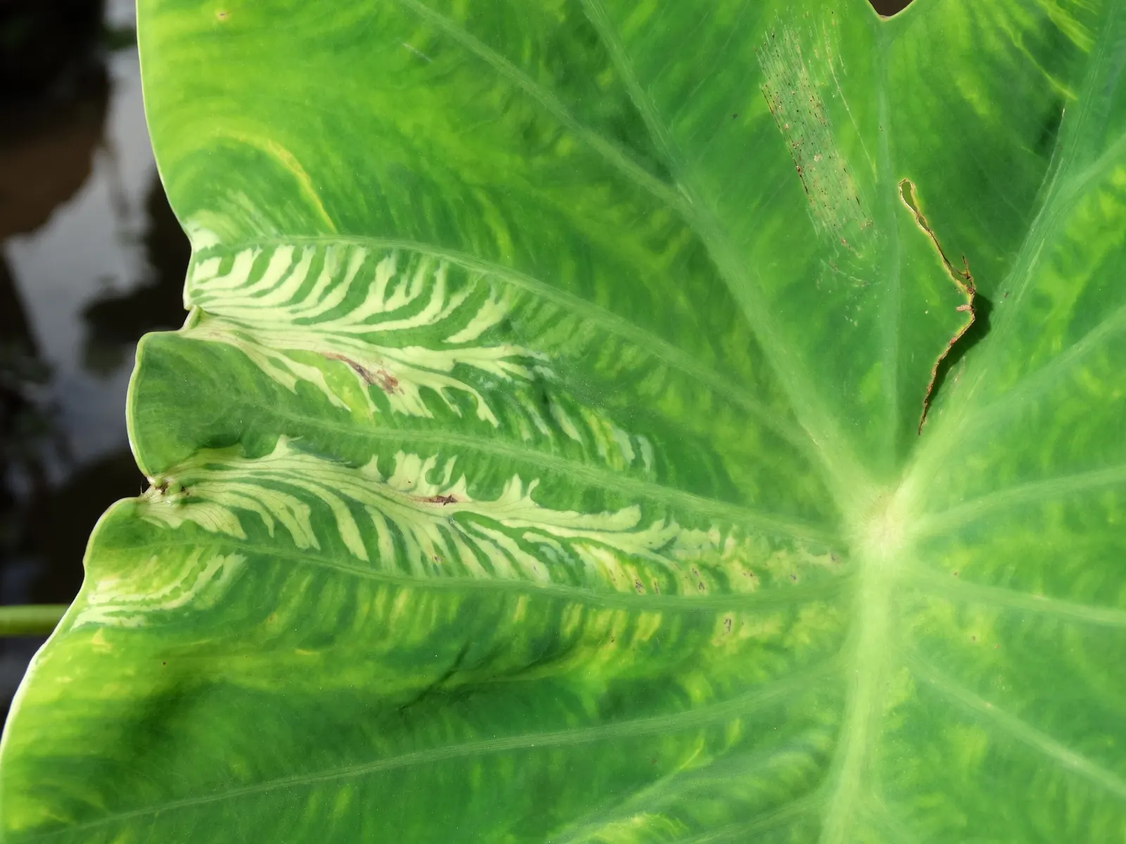 Taro (Colocasia Esculenta) — It is recommended that the soil be rich in organic matter to support its vigorous growth; it‚Äôs primarily grown for, image 81