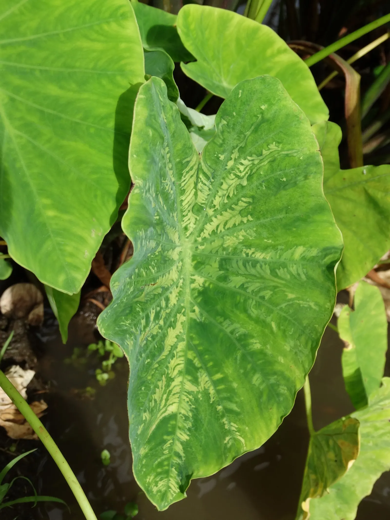Taro (Colocasia Esculenta) — it is important to consider its size and growth habit; it‚Äôs primarily grown for its ornamental value and edible corms, a staple