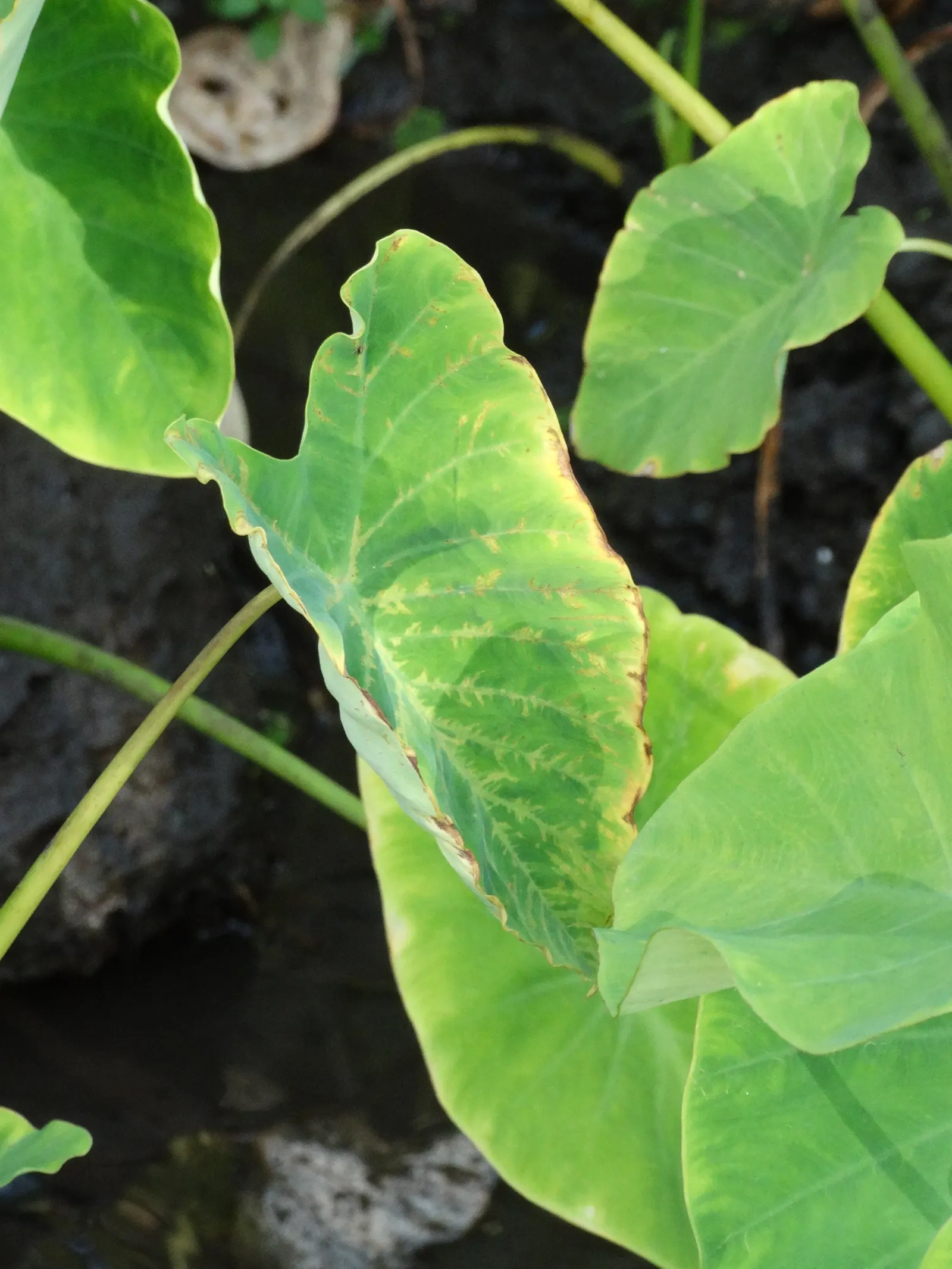 Taro (Colocasia Esculenta) — shrub with green and multi-colored and white blooms; it‚Äôs primarily grown for its ornamental value and edible corms, image 55