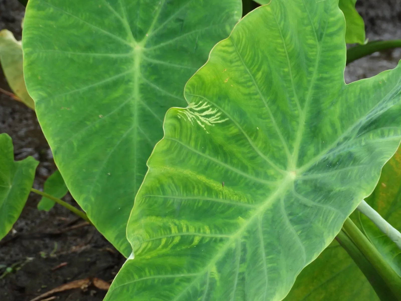 Taro (Colocasia Esculenta) — It‚Äôs primarily grown for its ornamental value and edible corms, a staple in many cuisines
